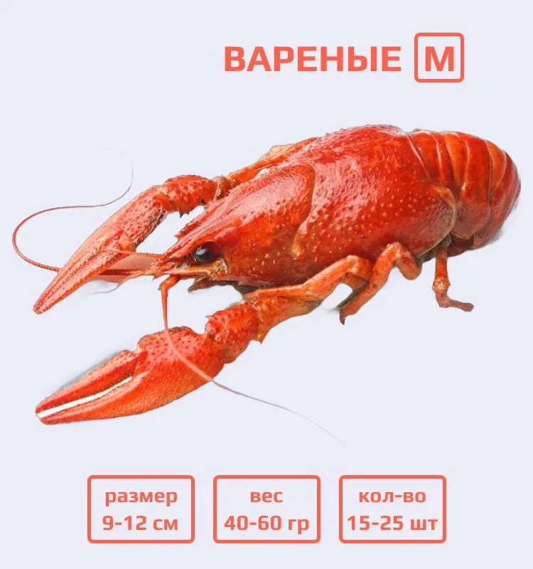 Раки вареные M (40–60 гр)
