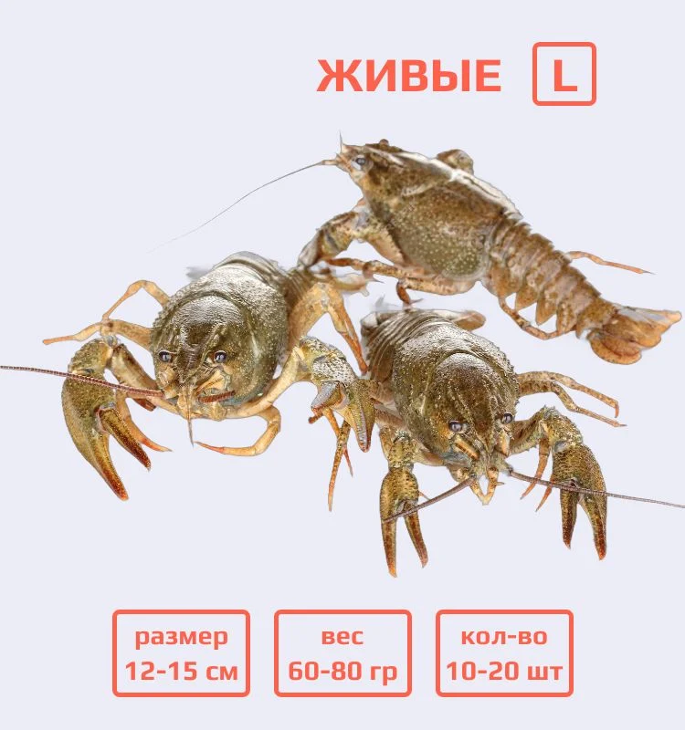 Раки живые L