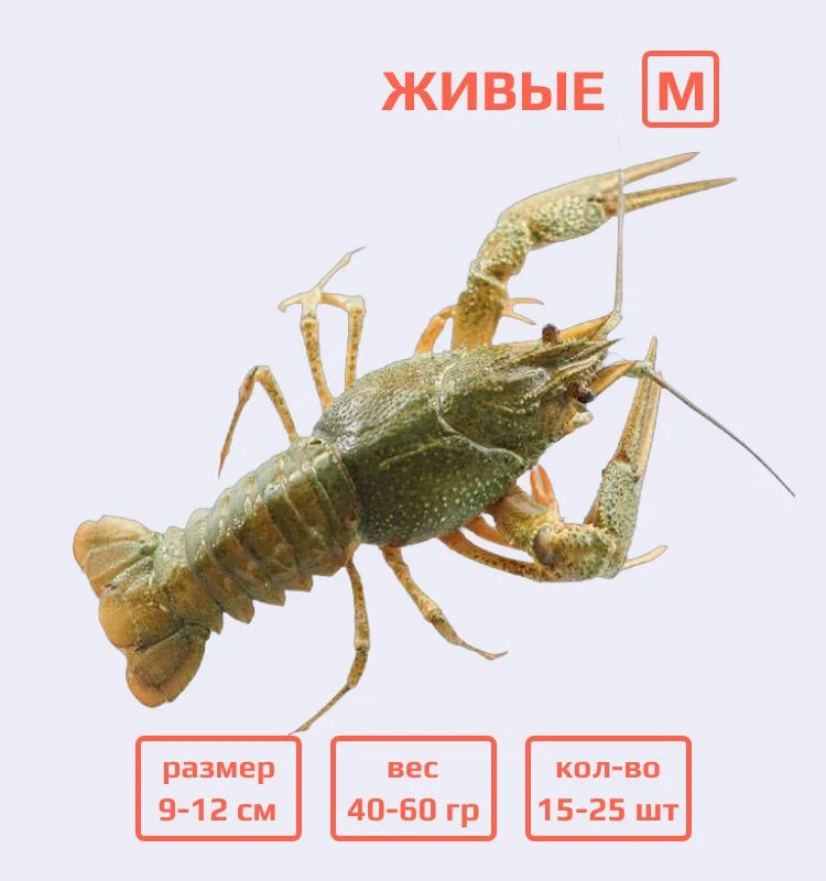Раки живые M