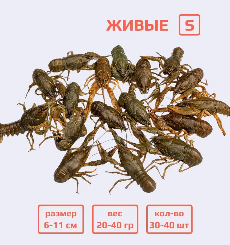 Раки живые S