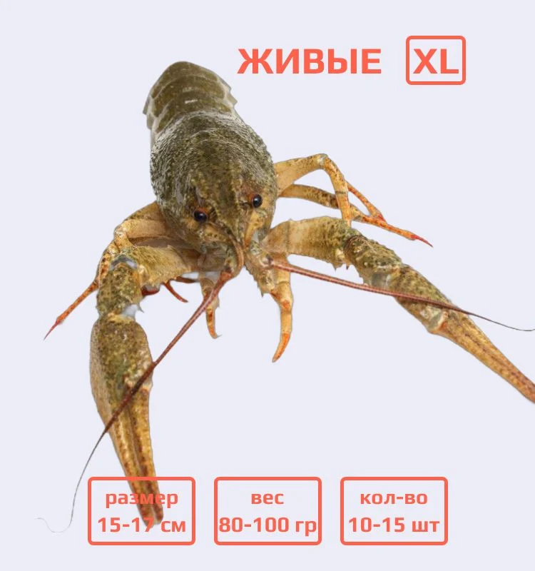Раки живые XL