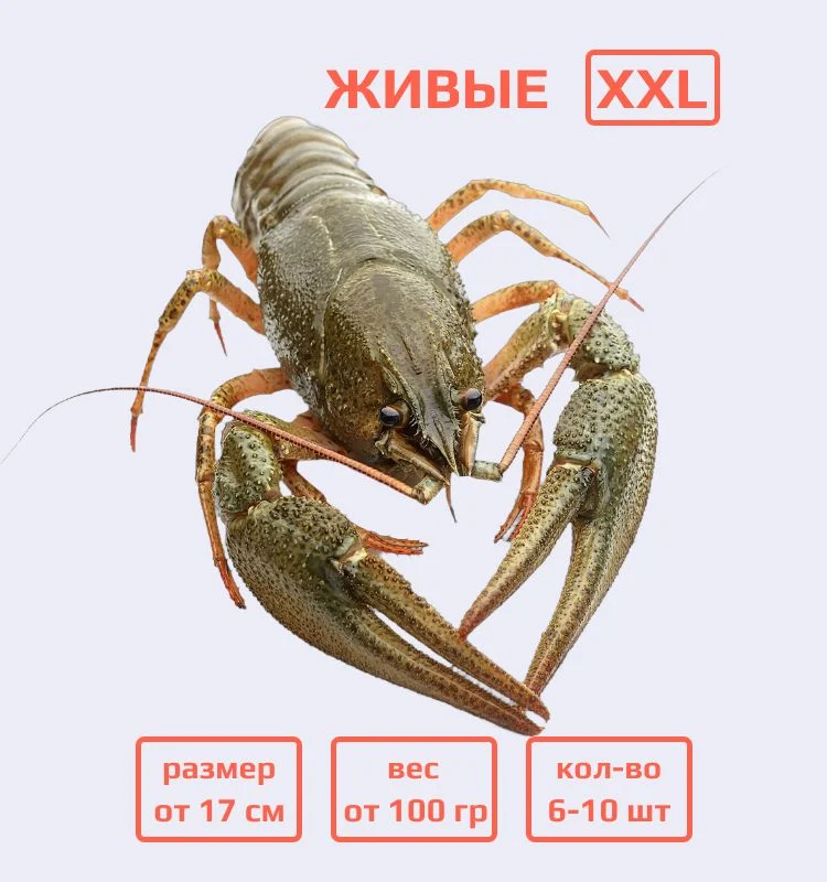 Раки живые XXL (100+ гр)